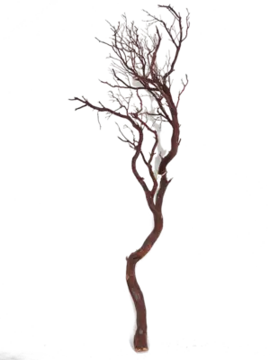 Manzanita brown