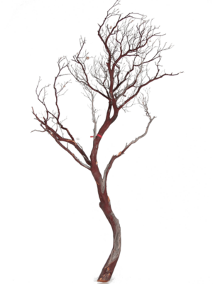 Manzanita brown
