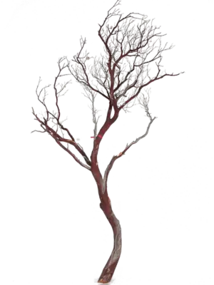Manzanita brown