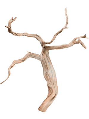 Ghostwood sandblasted branchy