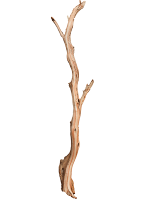 Ghostwood sandblasted log