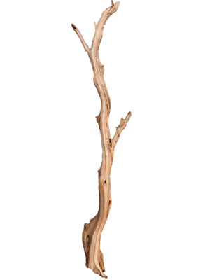 Ghostwood sandblasted log
