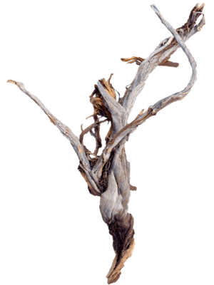 Ghostwood raw