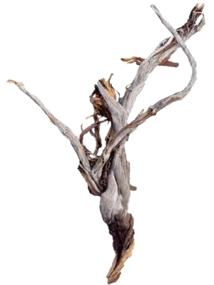 Ghostwood raw