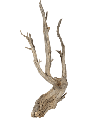 Ghostwood raw
