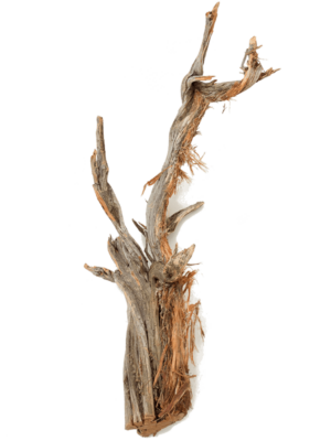 Ghostwood raw