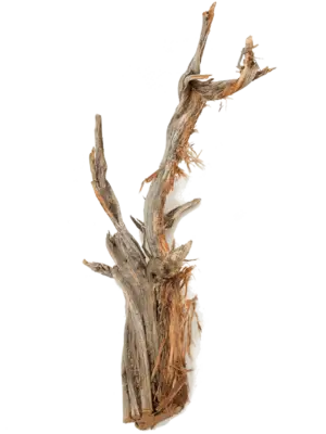 Ghostwood raw