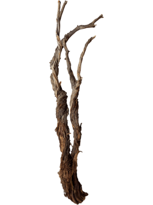 Ghostwood raw