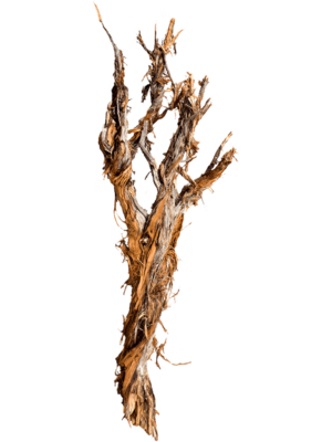 Ghostwood raw