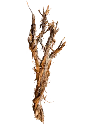 Ghostwood raw
