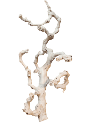 Grapewood sandblasted branchy