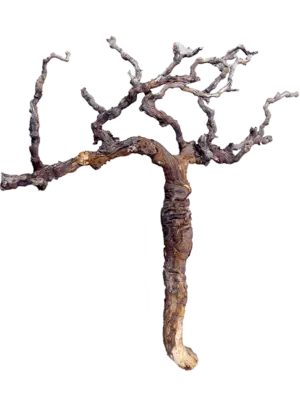 Grapewood brown chunky