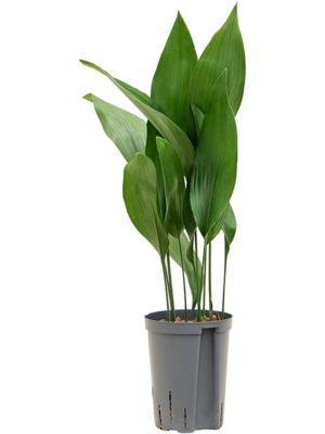 Tuft