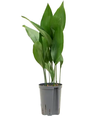 Tuft