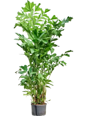 Tuft