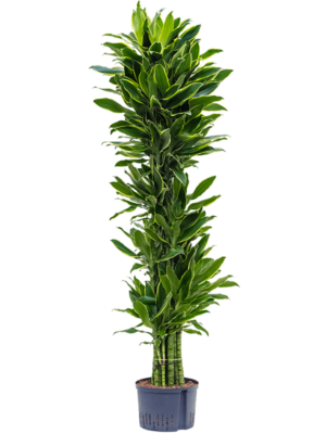 Branched-multi