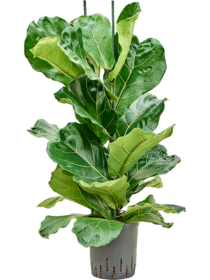 2pp