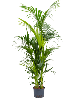 Tuft