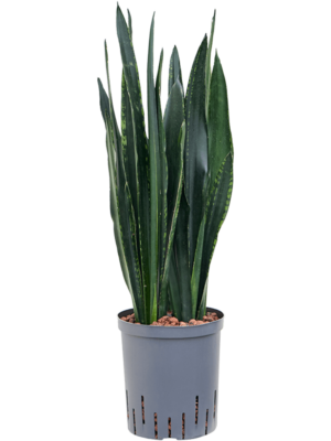 Tuft