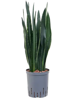 Tuft