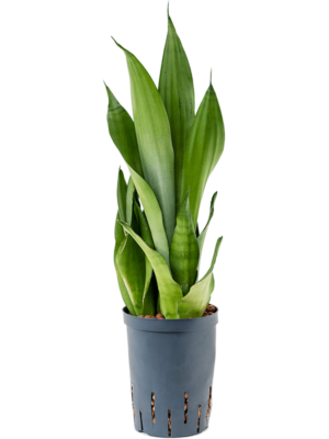 Tuft