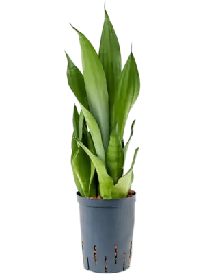 Tuft