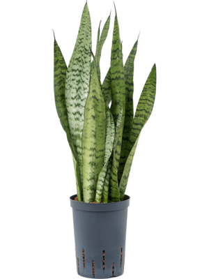 Tuft