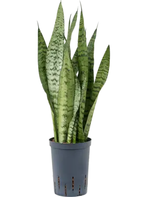 Tuft
