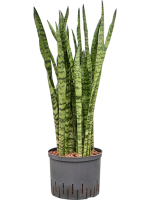 Tuft