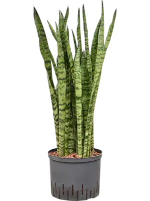 Tuft