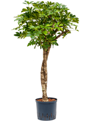 Stem twist