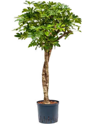 Stem twist