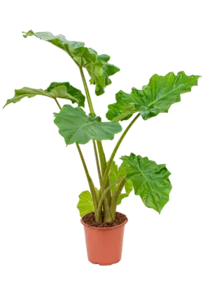 Alocasia 'Portodora'