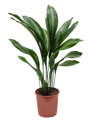 Tuft
