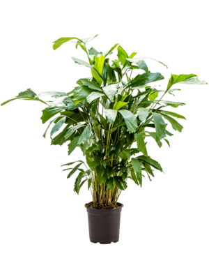Bush