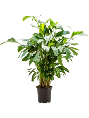 Bush