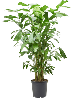Bush