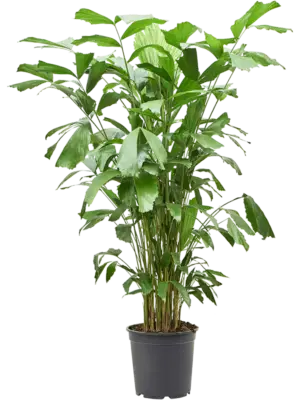 Bush