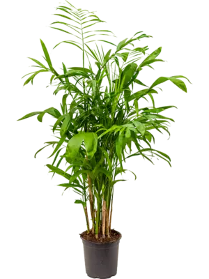 Bush
