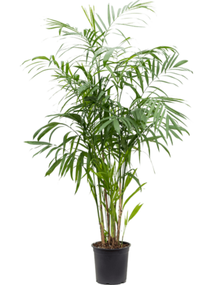Bush