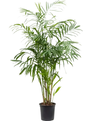 Bush