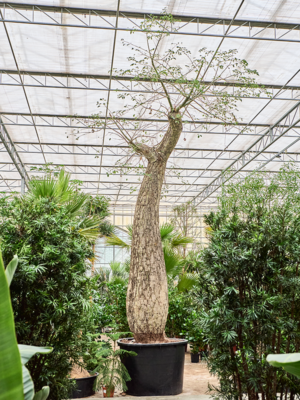 Stem