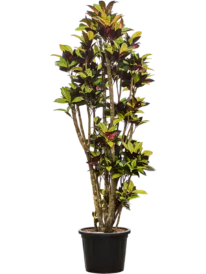 Branched