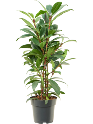 Bush
