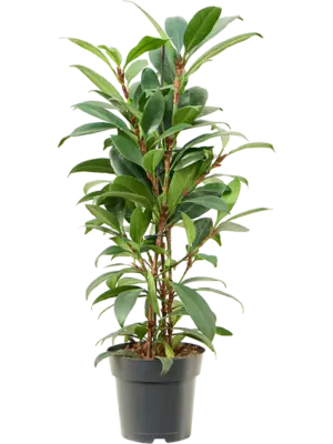 Bush
