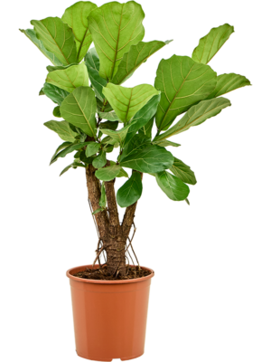 Stem branched