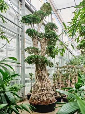 S-Stam Bonsai