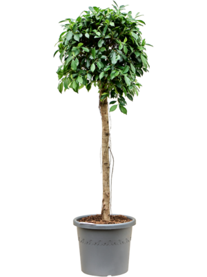 Stem