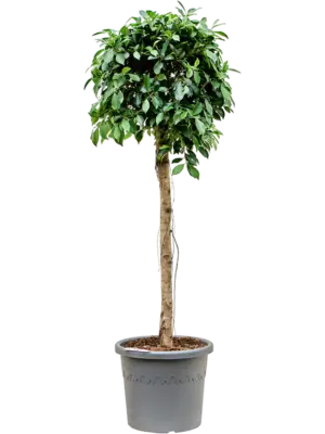 Ficus microcarpa ‘Nitida’