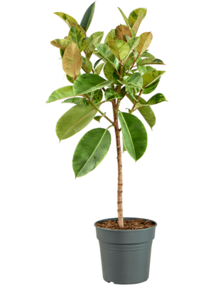 Stem